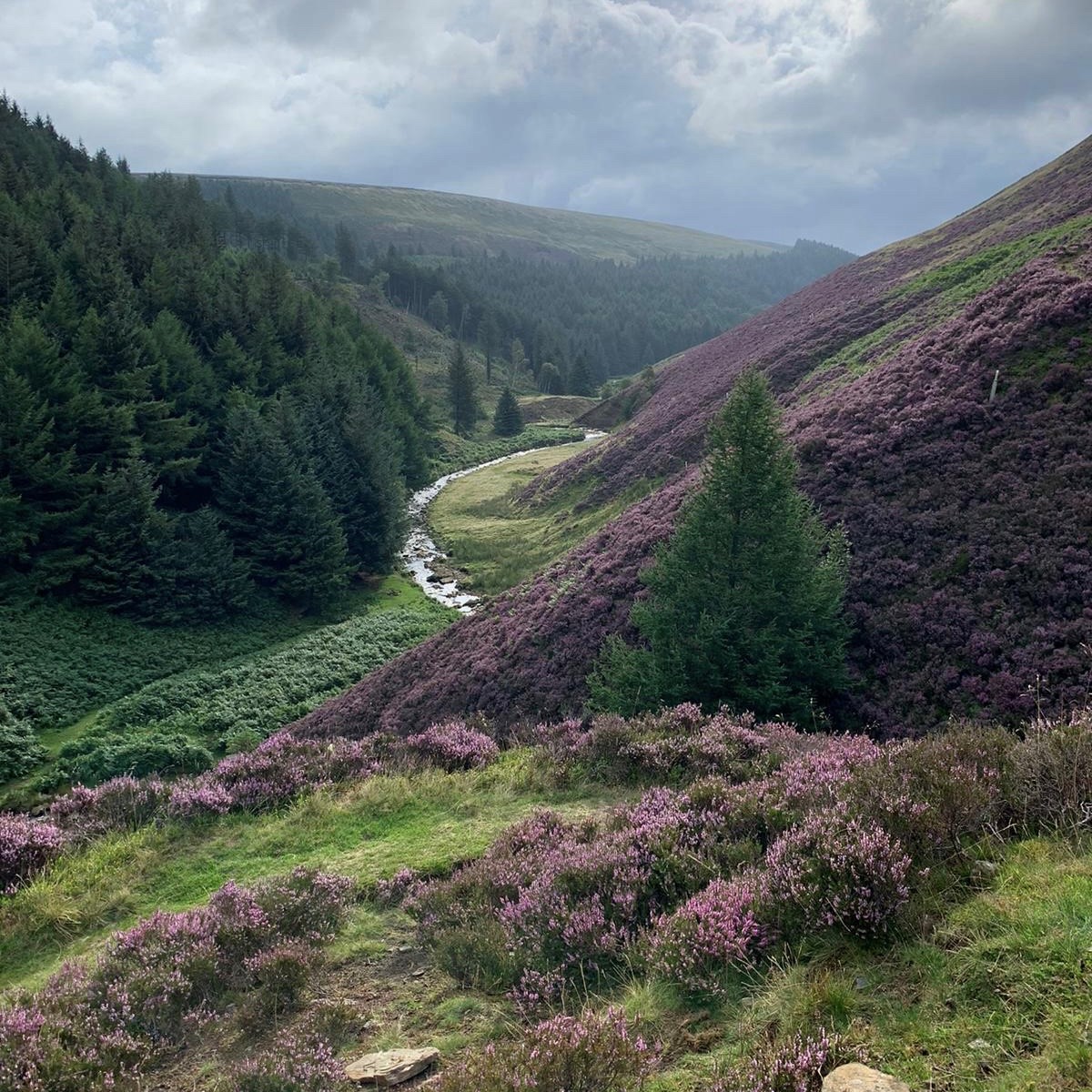 Countryside landscape filled with trees and lavender